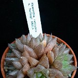 Haworthia reticulata v. hurlingii (RSA)